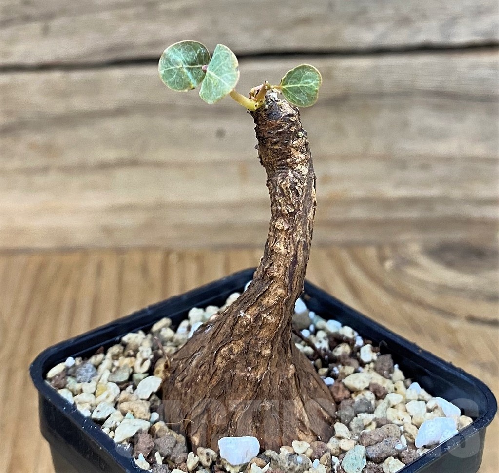 SH19889 Phyllanthus mirabilis