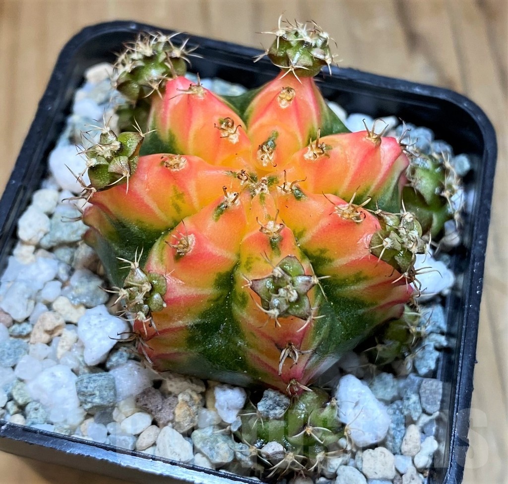 SH19819 Gymnocalycium mihanovichii ‘French Fuchsia’