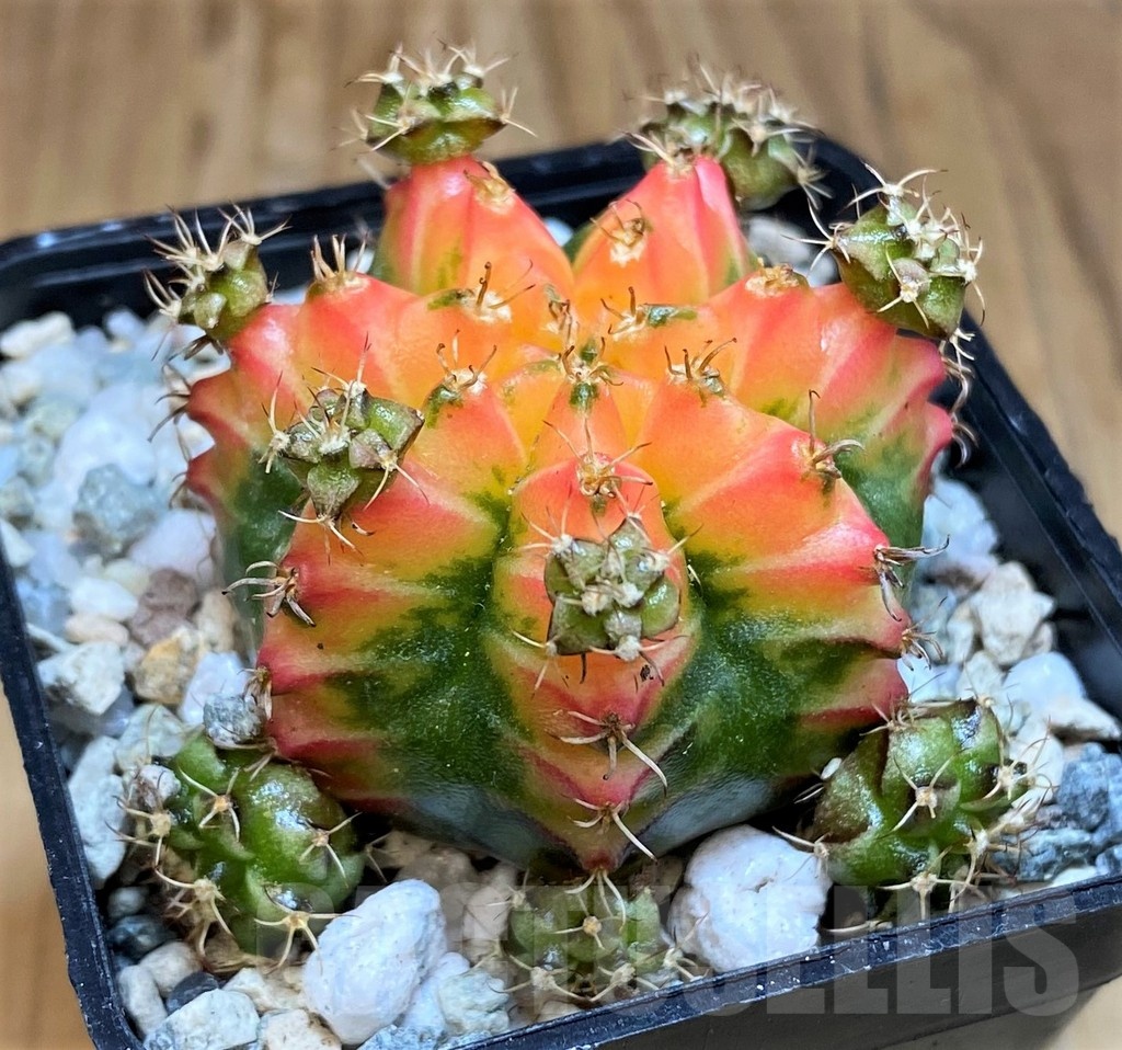 SH19819 Gymnocalycium mihanovichii ‘French Fuchsia’ - Image 2