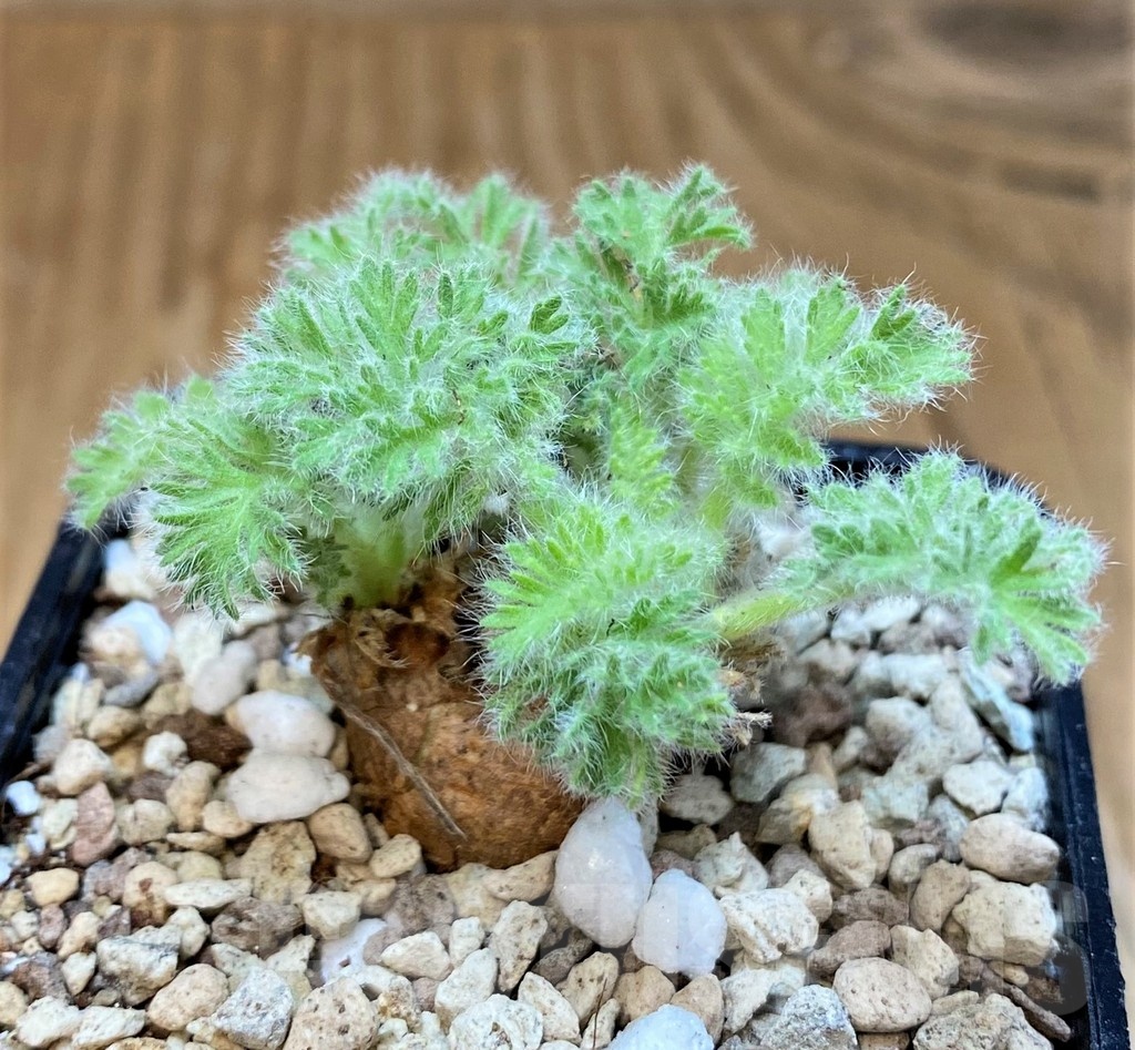 SH19891 Pelargonium triste