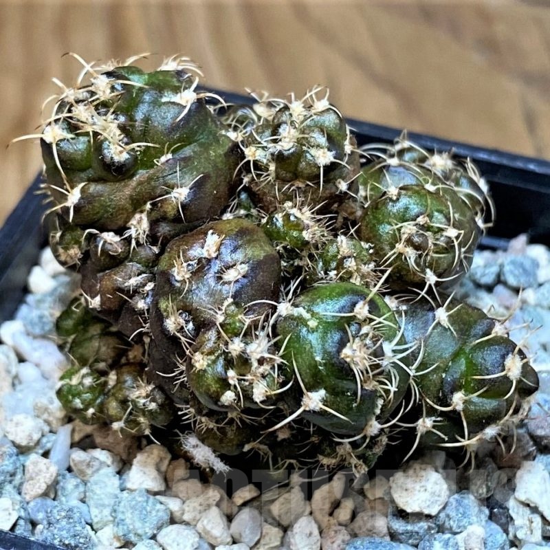 SH19820 Gymnocalycium mihanovichii 'Cauliflower Coral'