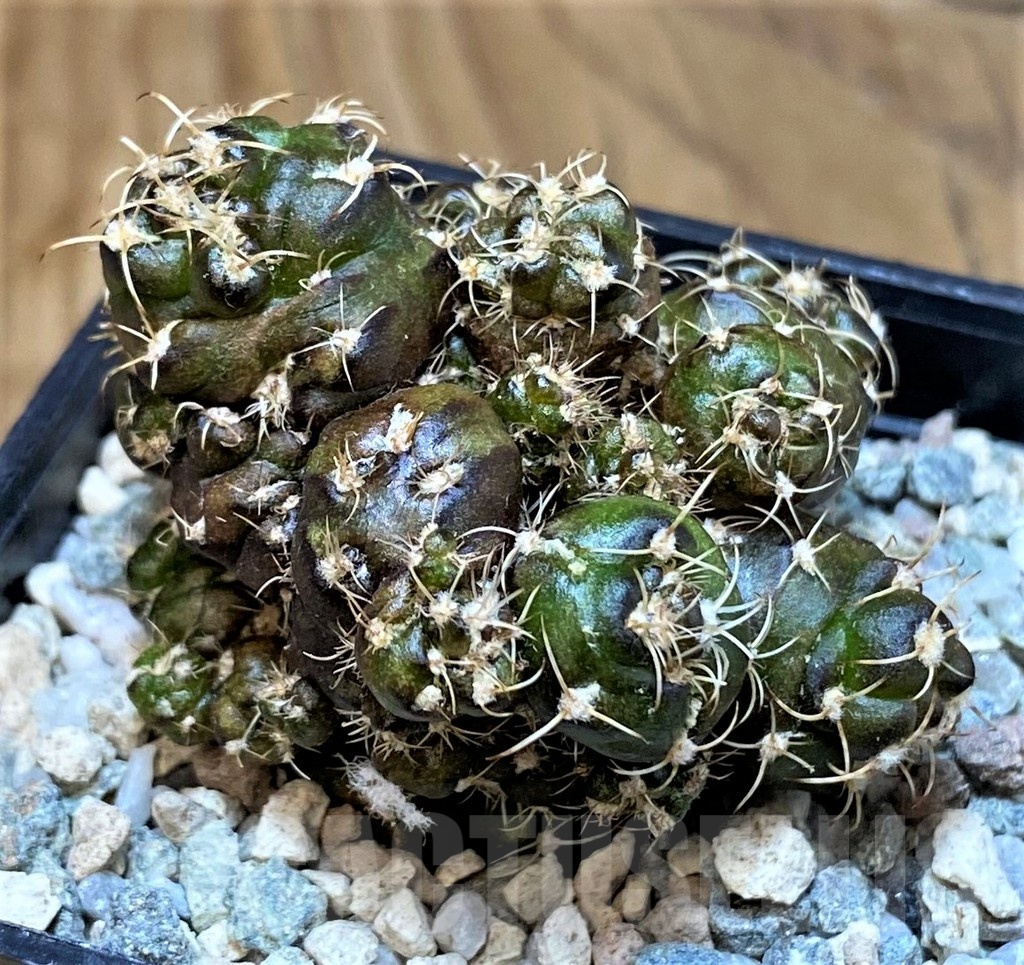 SH19820 Gymnocalycium mihanovichii 'Cauliflower Coral'