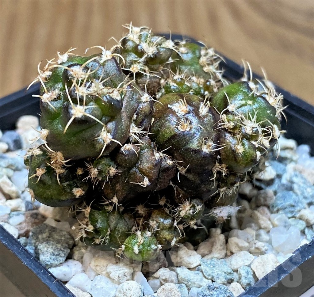 SH19820 Gymnocalycium mihanovichii 'Cauliflower Coral' - Image 2