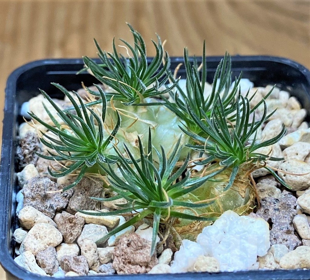 SH19893 Ornithogalum sardienii mini form