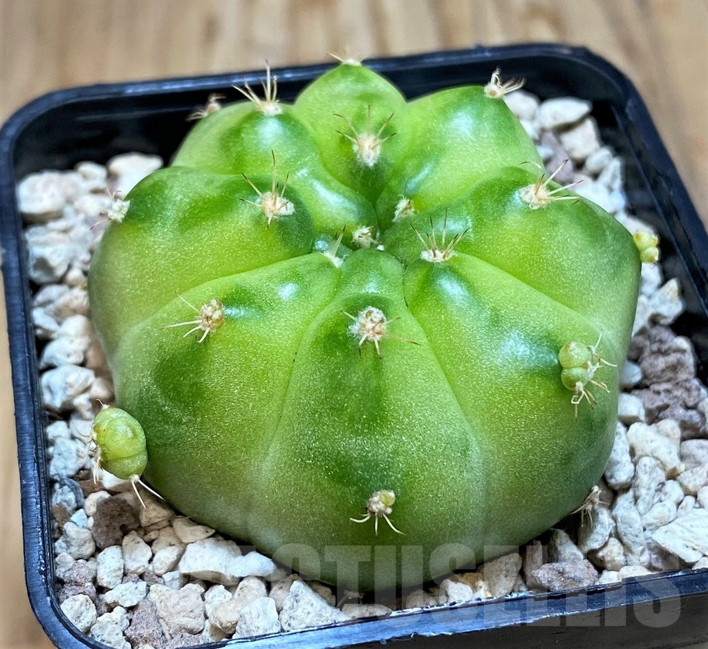 SH20108 Gymnocalycium mihanovichii ‘Green Marble’