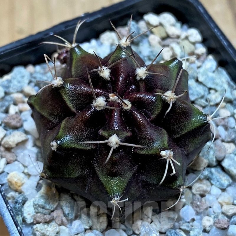 SH20109 Gymnocalycium mihanovichii 'Black Boxer'
