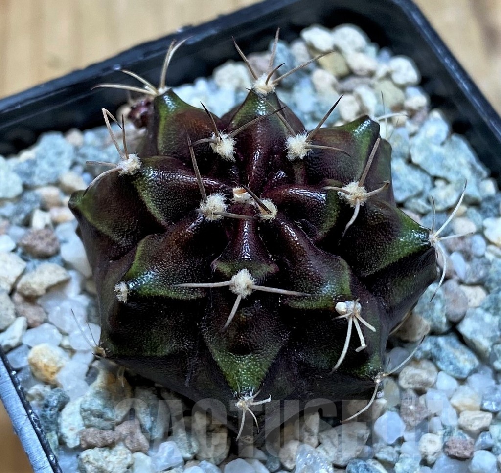 SH20109 Gymnocalycium mihanovichii 'Black Boxer'