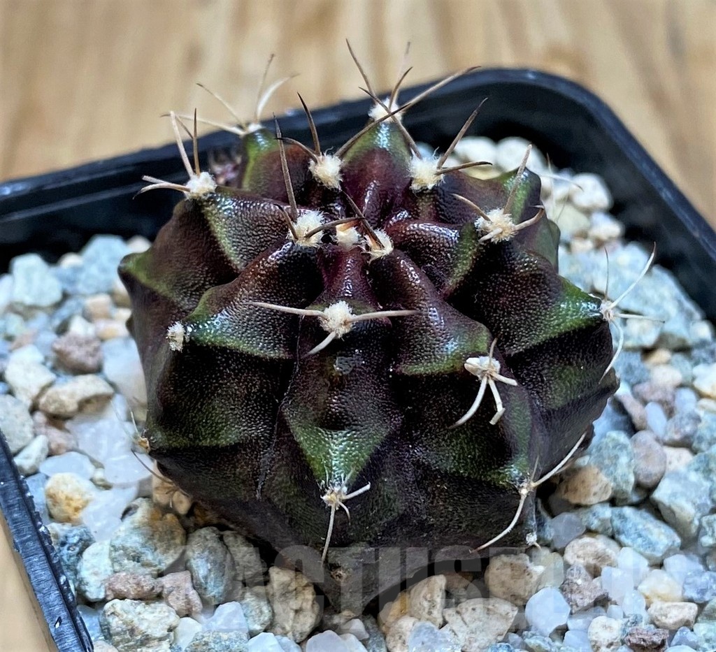 SH20109 Gymnocalycium mihanovichii 'Black Boxer' - Зображення 2