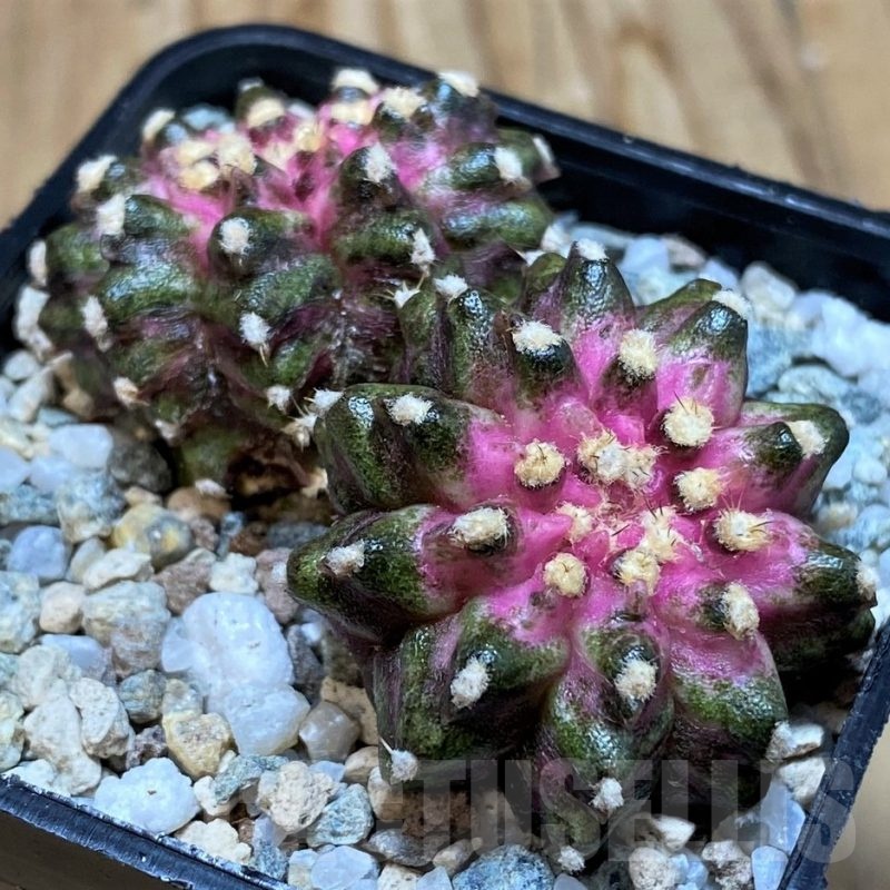 SH20110 Gymnocalycium mihanovichii 'T-Lux' hybrid