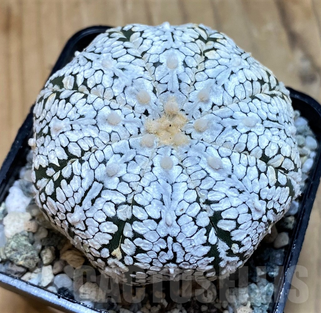 SH20071 Astrophytum asterias ‘Snow Super Kabuto’