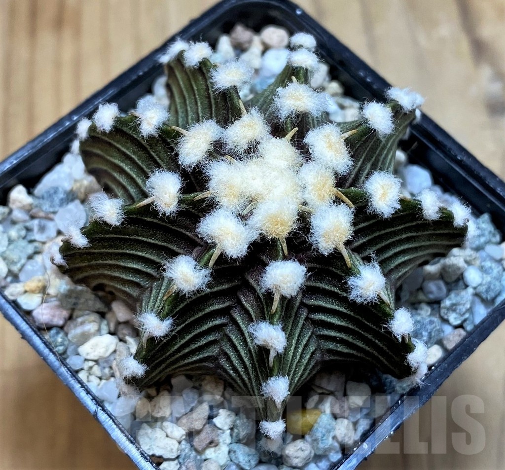 SH20113 Gymnocalycium friedrichii VOS1241
