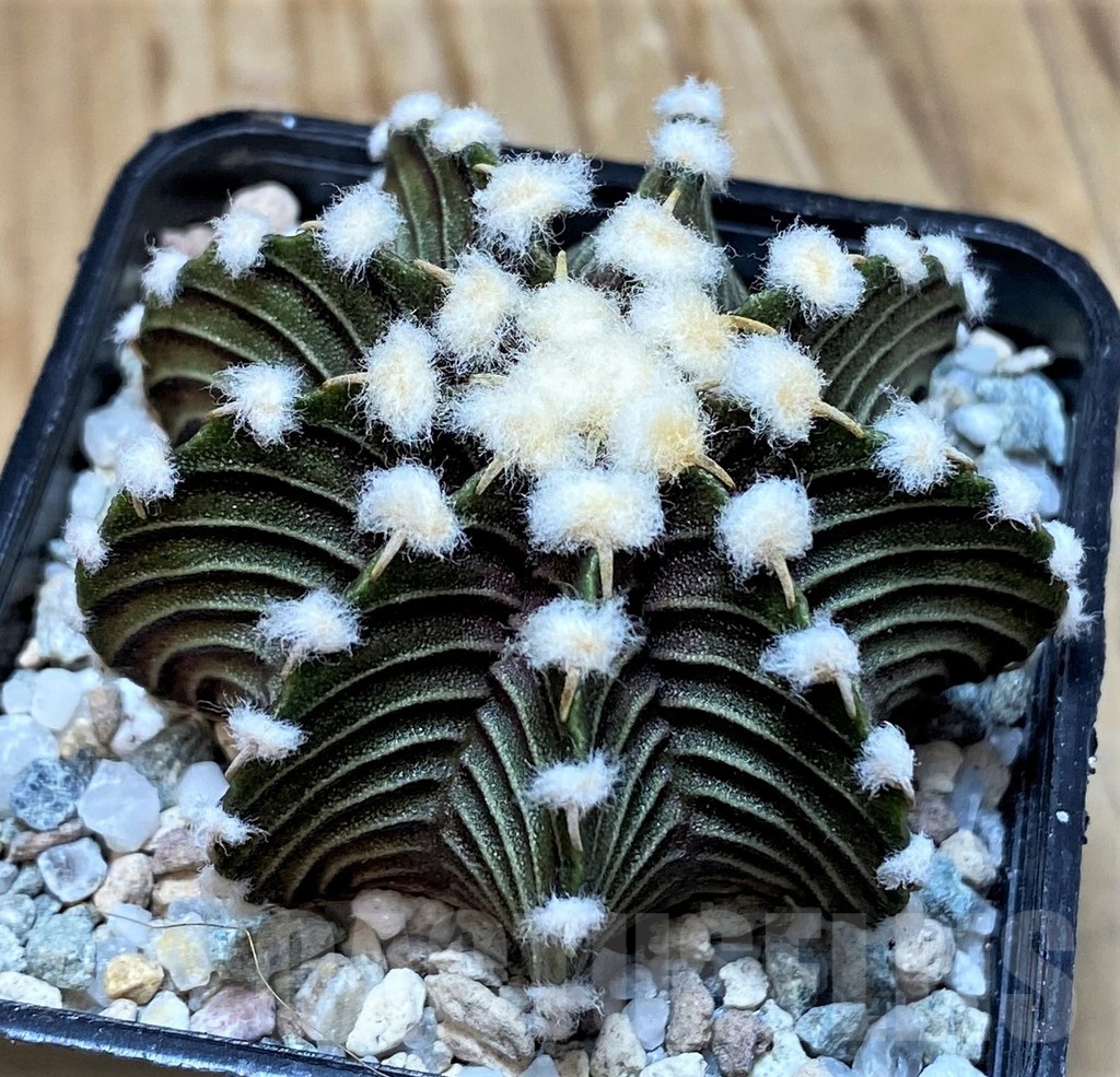 SH20113 Gymnocalycium friedrichii VOS1241 - immagine 2