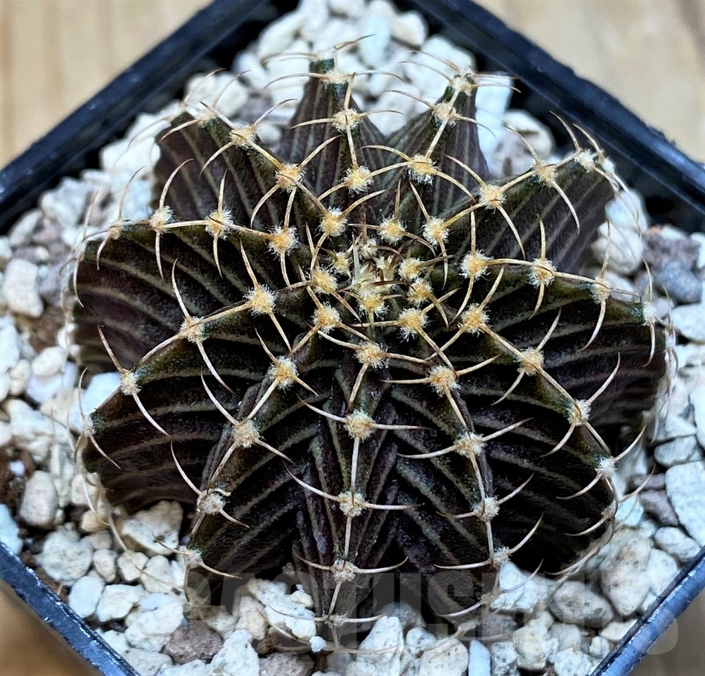 SH20115 Gymnocalycium friedrichii 9R001, seedling
