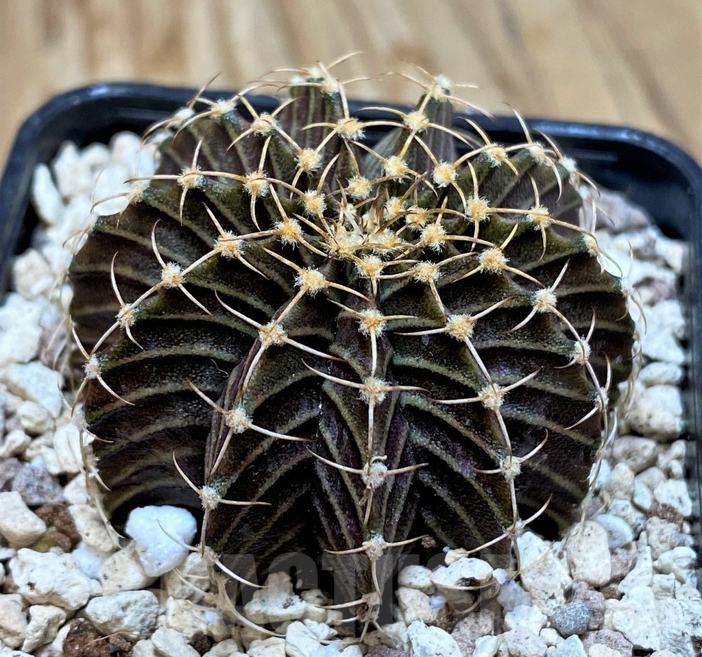 SH20115 Gymnocalycium friedrichii 9R001, seedling - Image 2