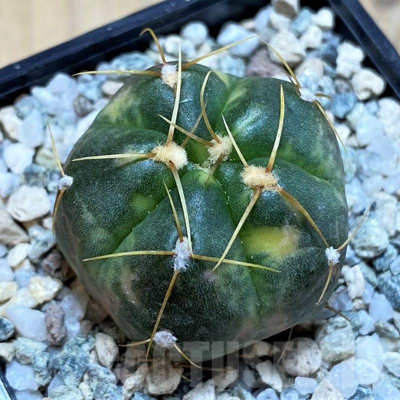 SH20116 Gymnocalycium horstii f. variegata