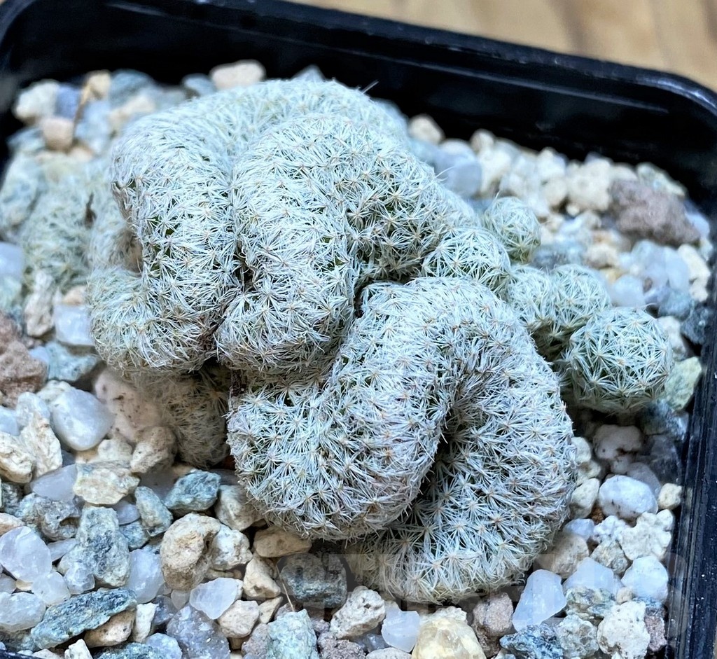 SH20117 Mammillaria humboldtii f. cristata - Image 3