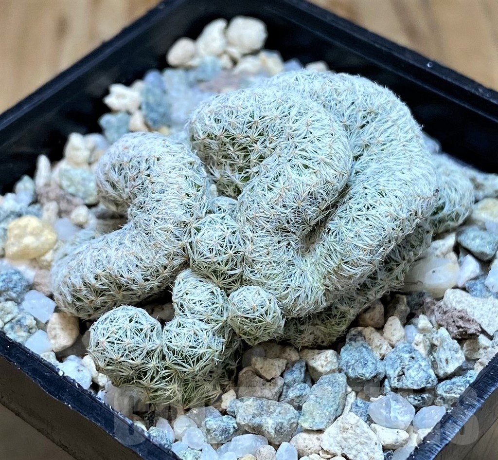 SH20117 Mammillaria humboldtii f. cristata - Image 2