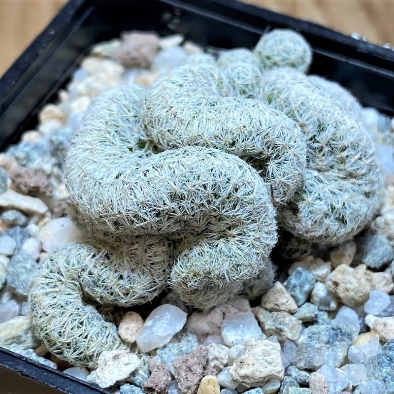 SH20117 Mammillaria humboldtii f. cristata