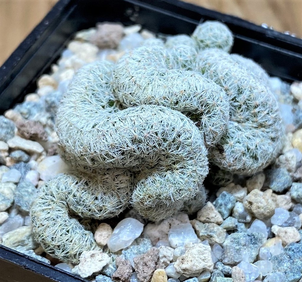 SH20117 Mammillaria humboldtii f. cristata