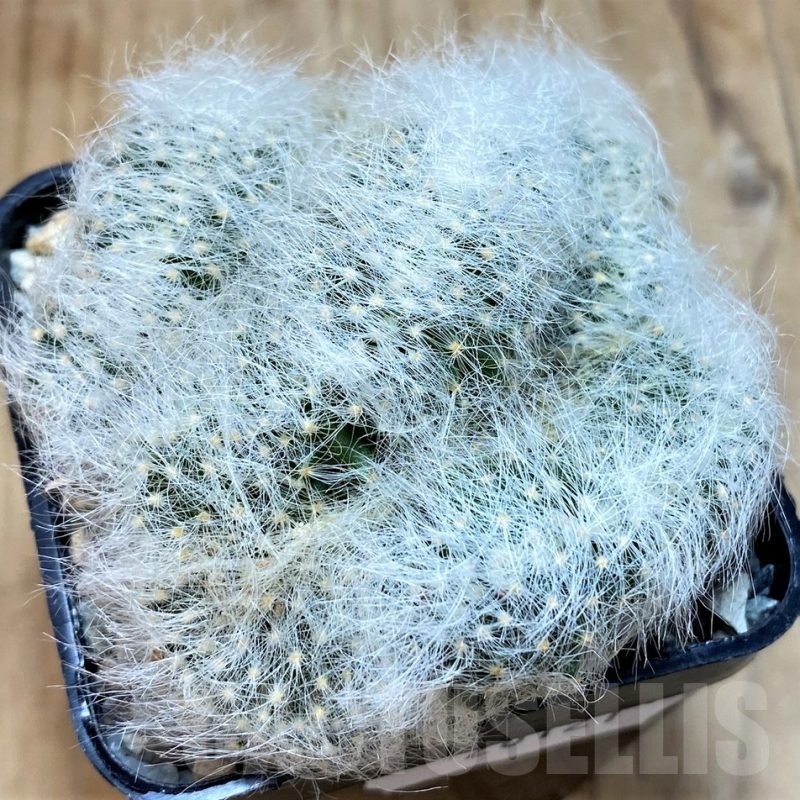 SH20121 Mammillaria baumii f. cristata