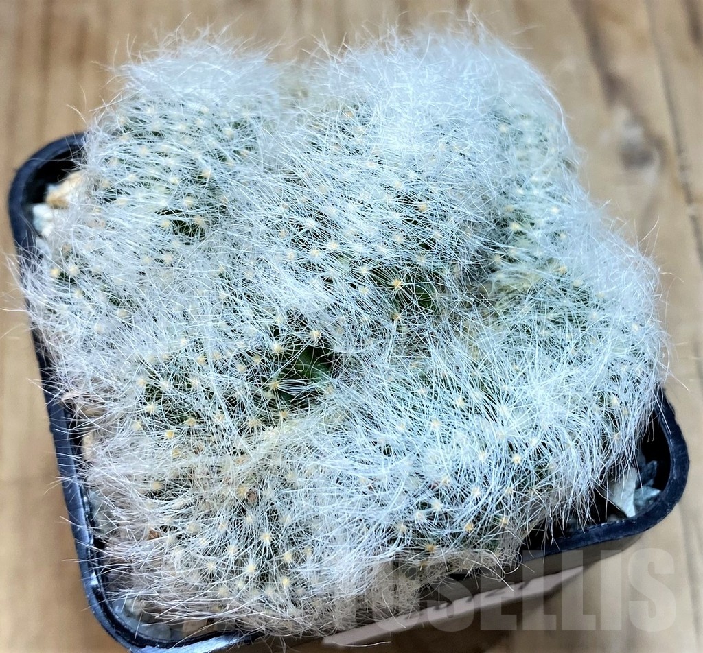 SH20121 Mammillaria baumii f. cristata