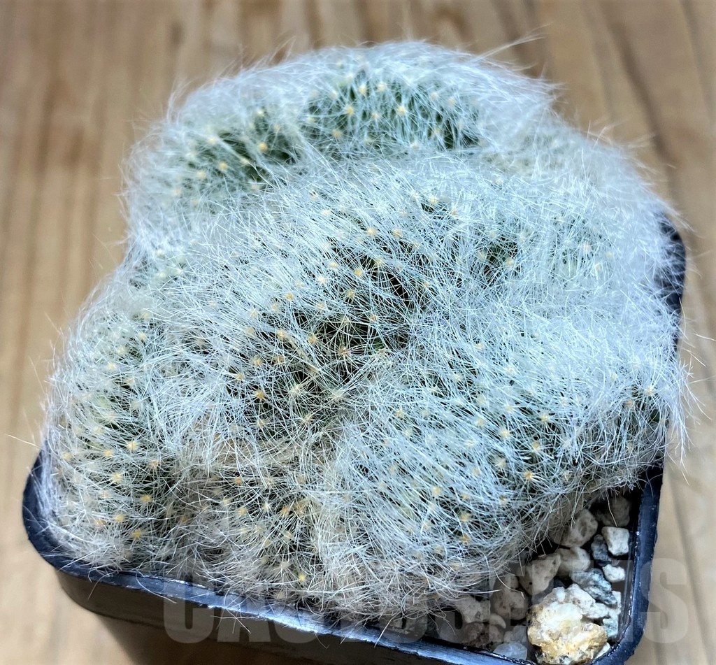 SH20121 Mammillaria baumii f. cristata - Image 2
