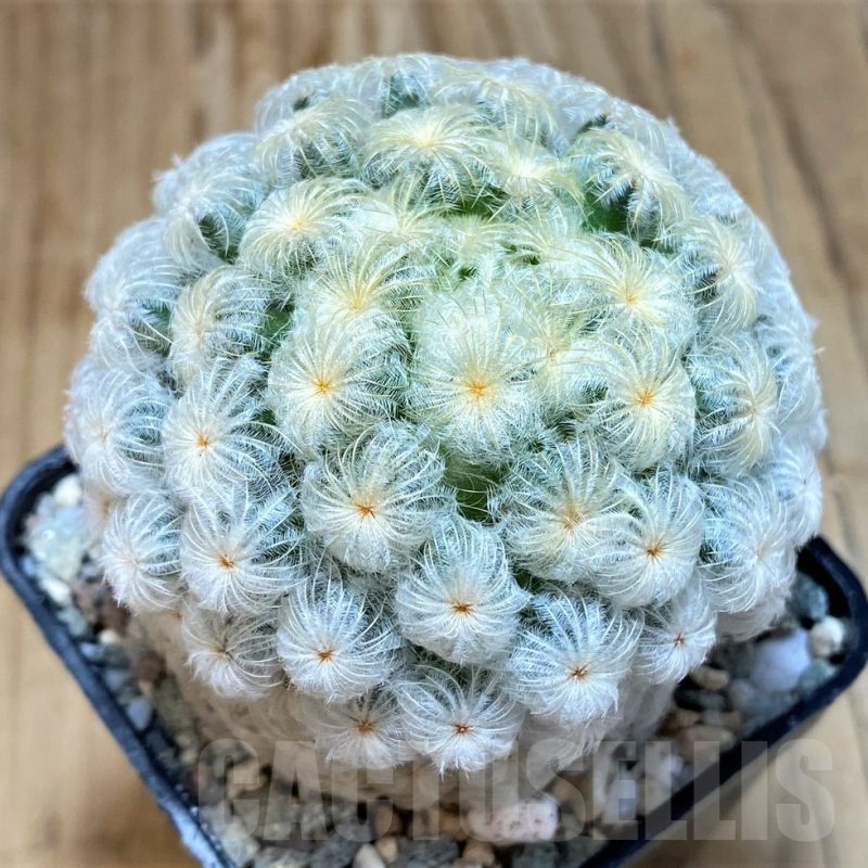 SH20122 Mammillaria plumosa 'Enoki'