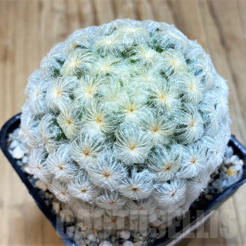 SH20123 Mammillaria plumosa 'Enoki'