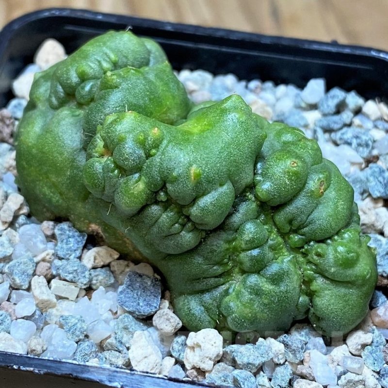 SH20124 Mammillaria spinosissima ‘Un Pico’  f. monstrosa