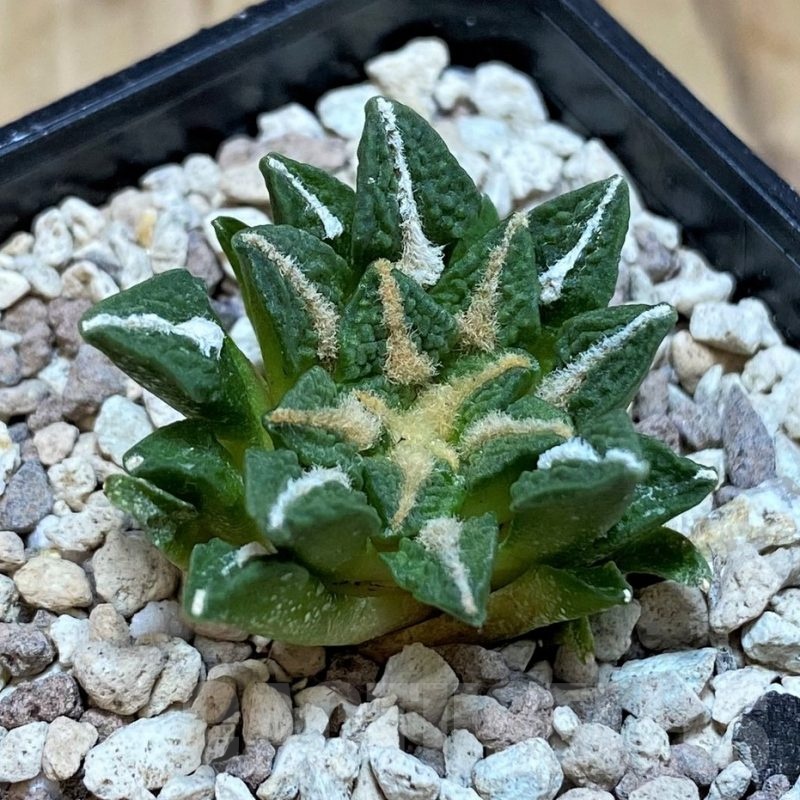 SH20129 Ariocarpus kotschoubeyanus v. elephantidens x fissuratus ‘Godzilla’, own roots