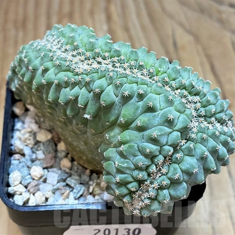 SH20130 Strombocactus disciformis f. cristata, own roots