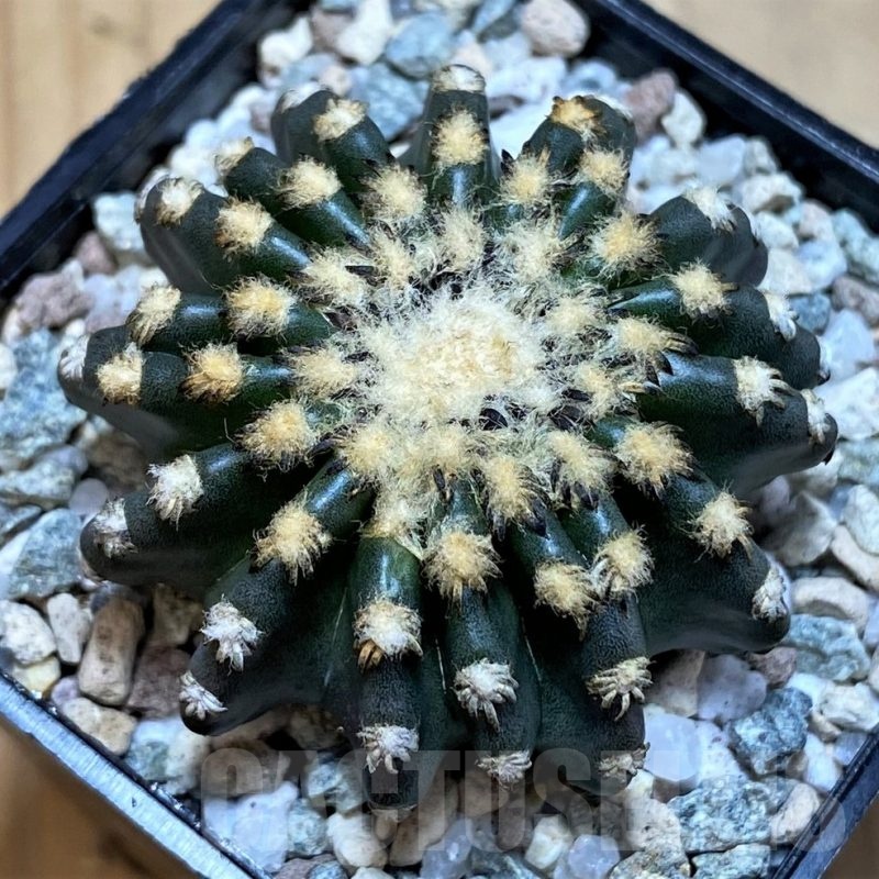 SH20133 Discocactus horstii