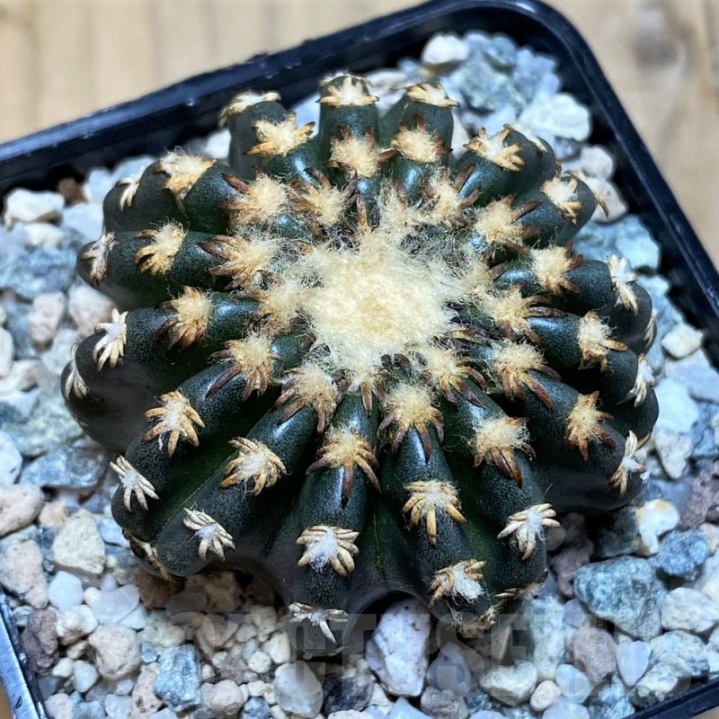 SH20134 Discocactus horstii