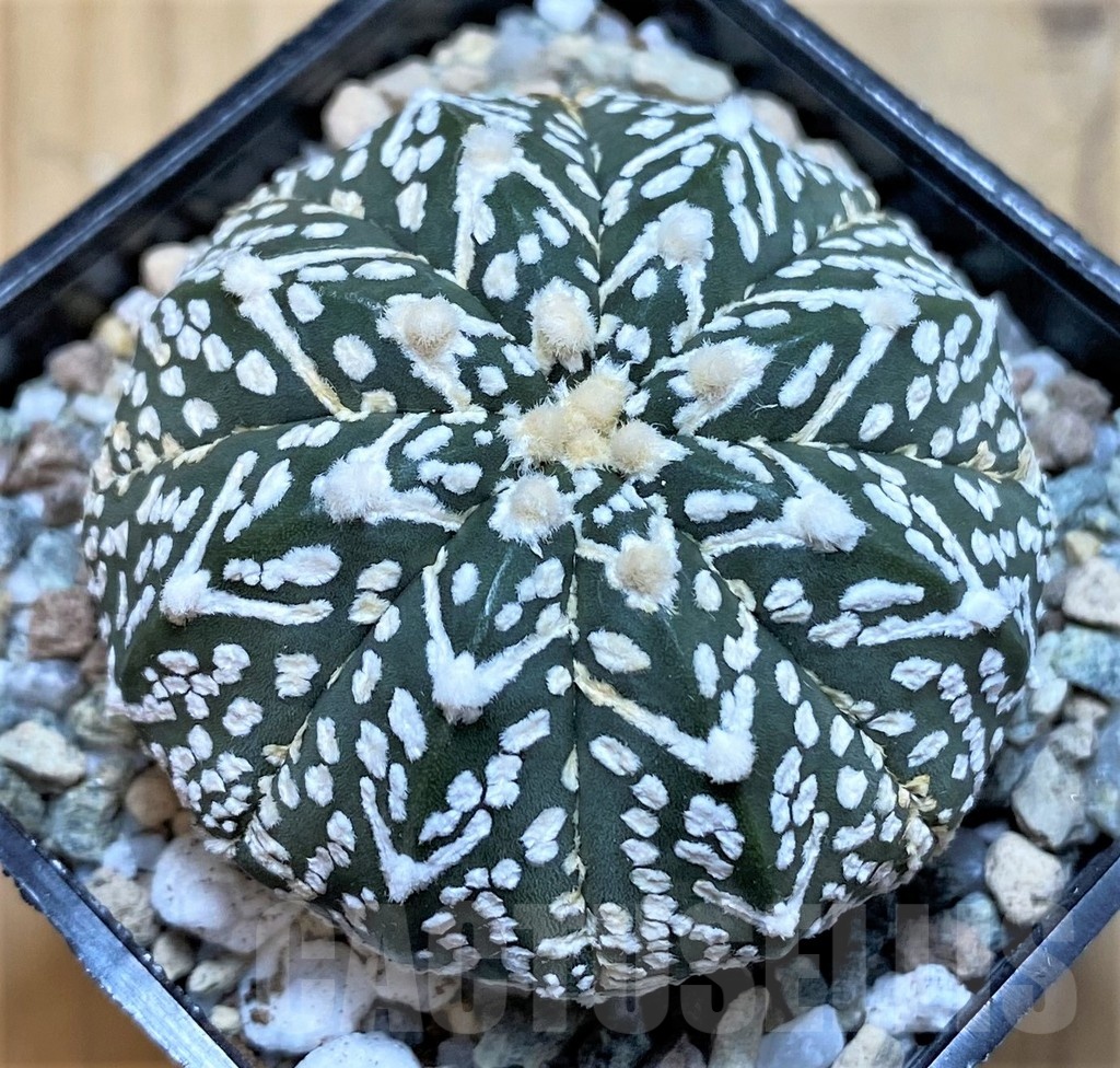 SH20075 Astrophytum asterias ‘Super Kabuto’ V-type f. nudum