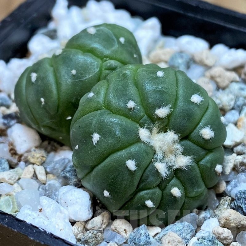 SH20068 Astrophytum asterias ‘Lizard Skin’