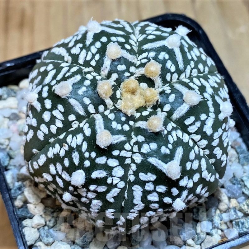 SH20077 Astrophytum asterias ‘Super Kabuto’ V-type f. nudum, 6 ribs