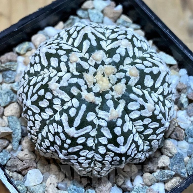 SH20079 Astrophytum asterias ‘Super Kabuto’ V-type