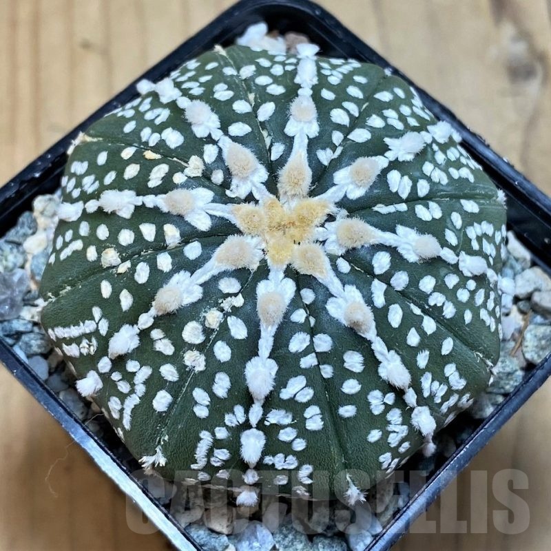 SH20080 Astrophytum asterias ‘Super Kabuto’ V-type f. nudum