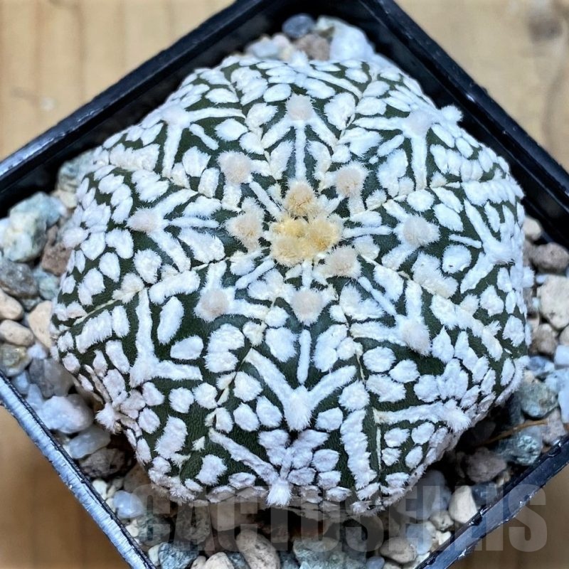 SH20081 Astrophytum asterias ‘Super Kabuto’ V-type