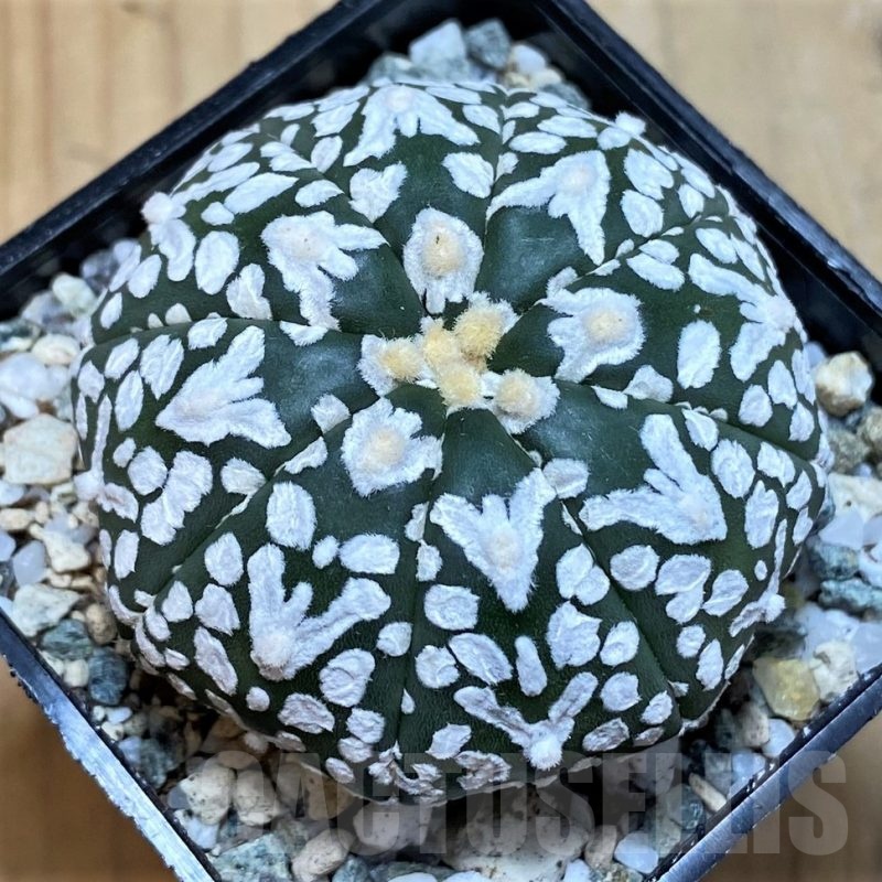 SH20082 Astrophytum asterias ‘Super Kabuto’ V-type f. nudum