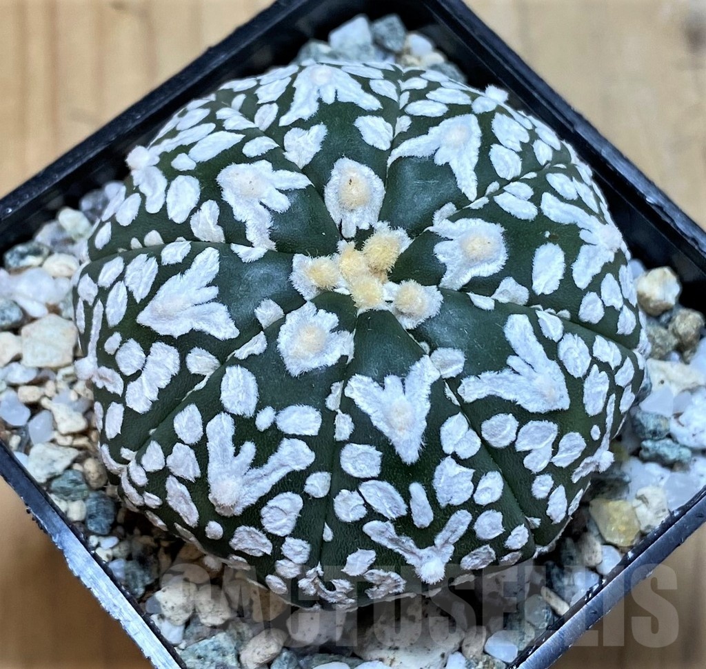 SH20082 Astrophytum asterias ‘Super Kabuto’ V-type f. nudum