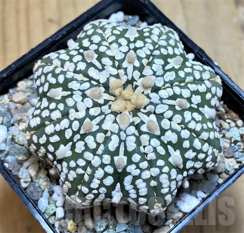 SH20085 Astrophytum asterias ‘Super Kabuto Star Shape’ V-type