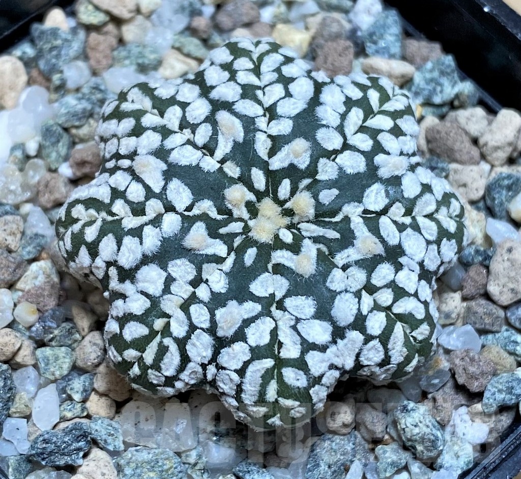 SH20086 Astrophytum asterias ‘Super Kabuto Star Shape’ V-type