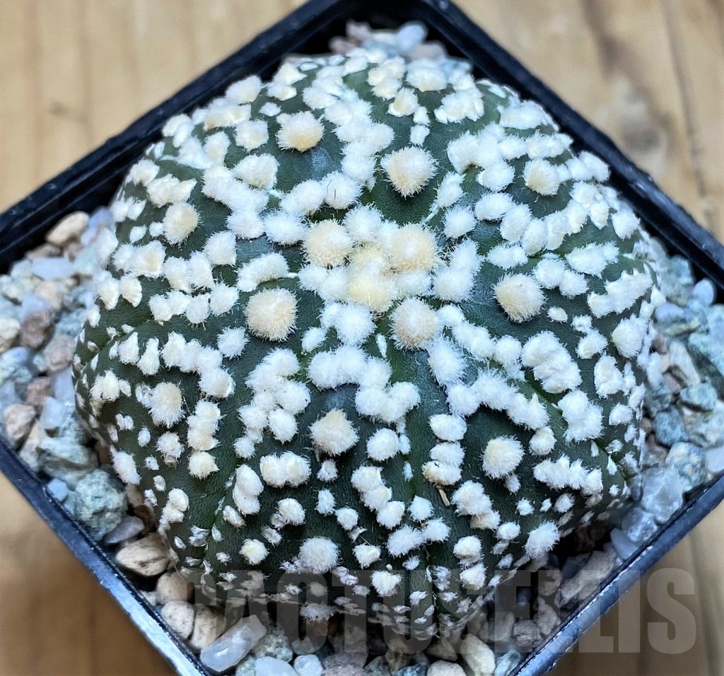 SH20092 Astrophytum asterias ‘Hanazono’