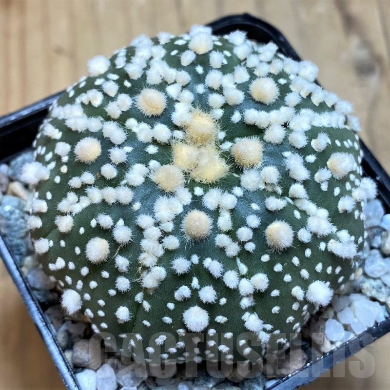 SH20093 Astrophytum asterias ‘Hanazono’