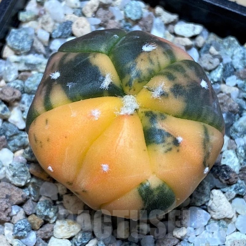 SH20095 Astrophytum asterias ‘Red Purple Skin’ f. variegata