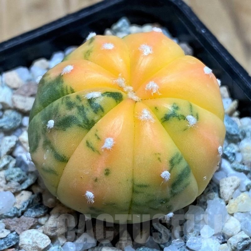 SH20096 Astrophytum asterias ‘Red Purple Skin’ f. variegata