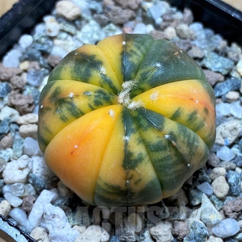 SH20097 Astrophytum asterias ‘Red Purple Skin’ f. variegata