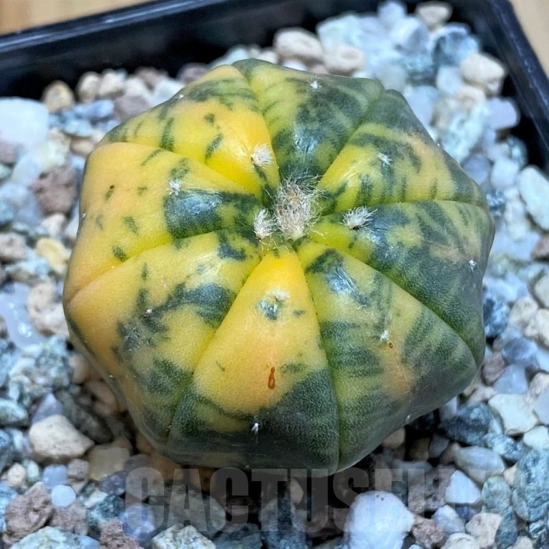 SH20098 Astrophytum asterias ‘Red Purple Skin’ f. variegata