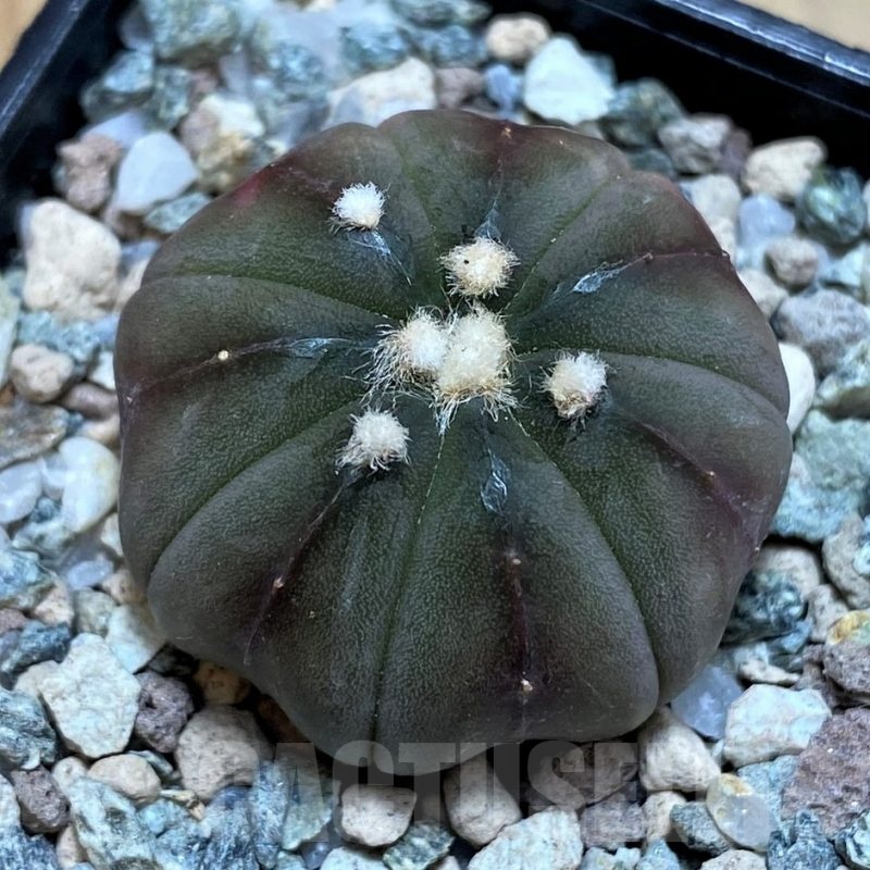 SH20099 Astrophytum asterias ‘Purple Skin’ f. variegata, 7 ribs